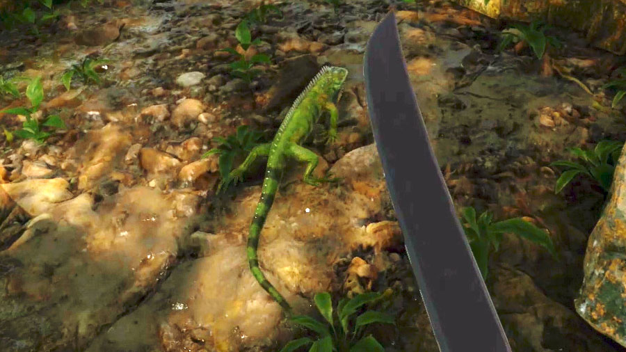 Iguanas are easy to hunt and they are a good meat source